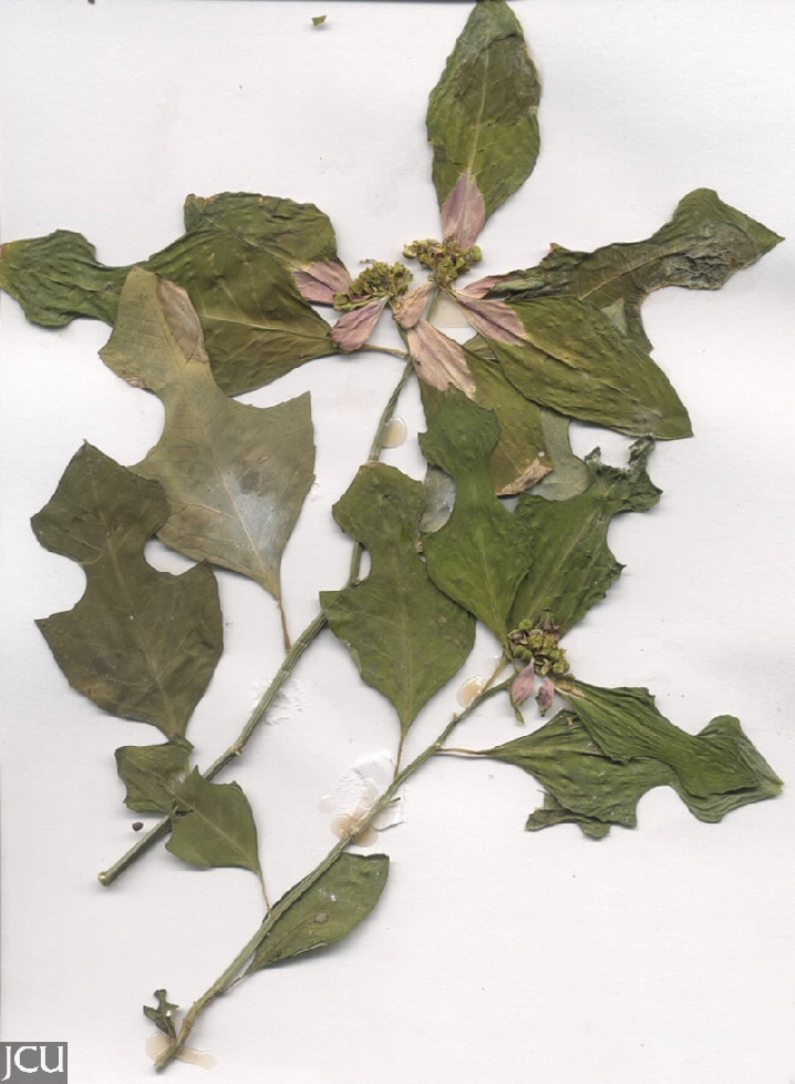 Euphorbia cyathophora