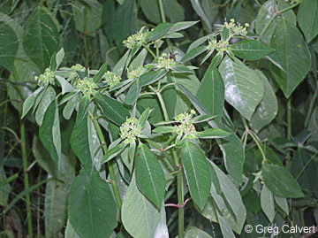 Image of Euphorbia heterophylla