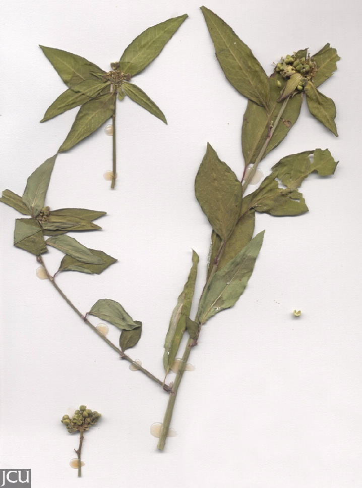 Euphorbia heterophylla