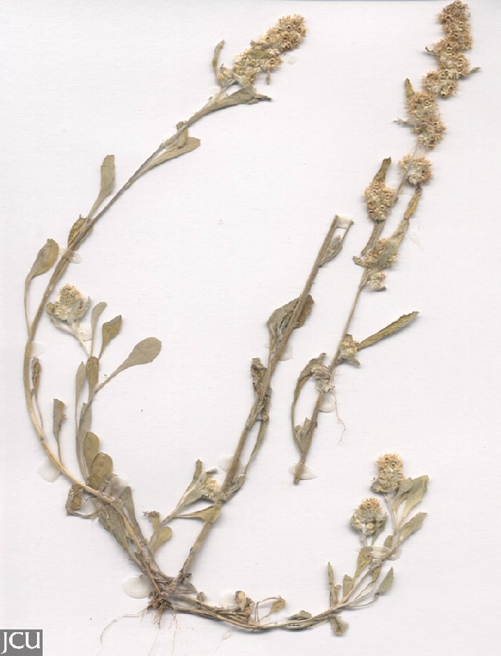 Gamochaeta pensylvanica