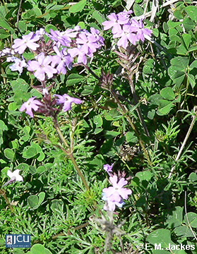 Image of Maynes' Pest