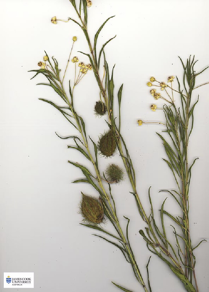 Scan of Gomphocarpus sp.