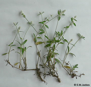 Image of Gomphrena celosoides