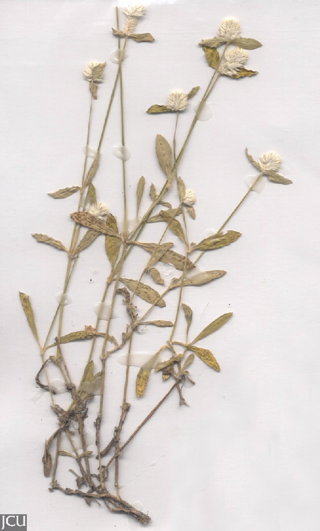 Gomphrena celosioides 