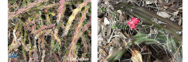 Images of Harrisia cactus