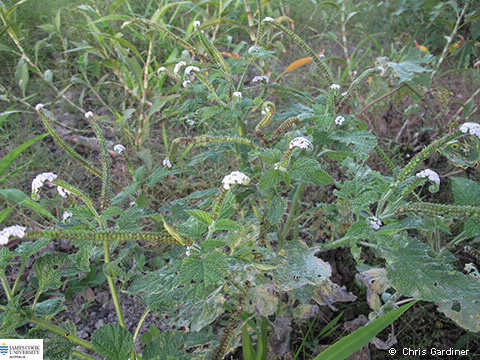 Image of Helioytopum indicum