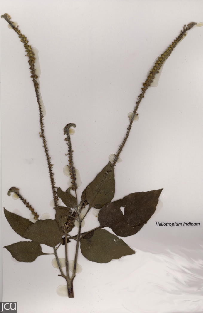 Heliotropium indicum