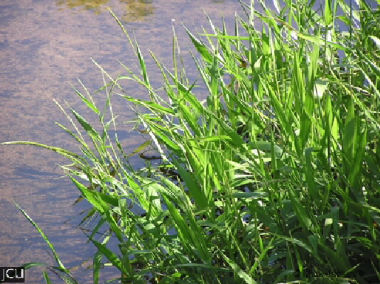 Hymenachne amplexicaulis