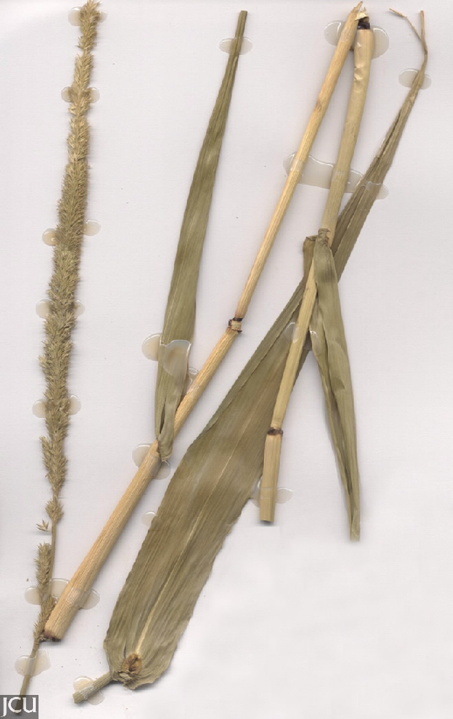 Hymenachne amplexicaulis
