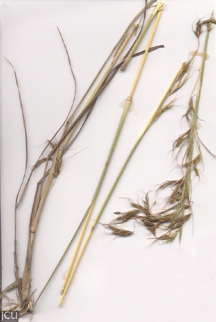 Hyparrhenia rufa
