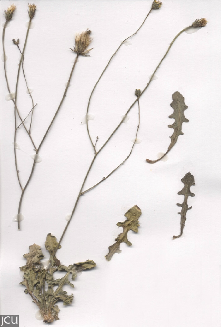 Hypochaeris radicata