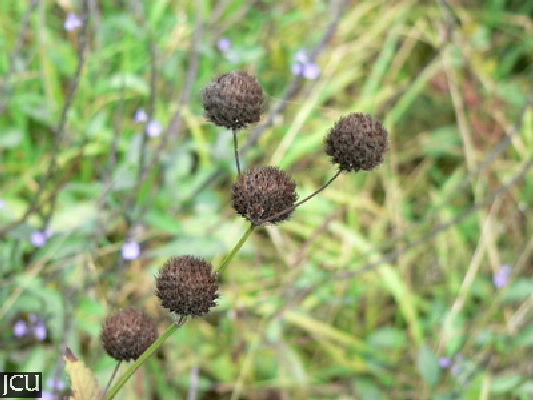 Hyptis capitata