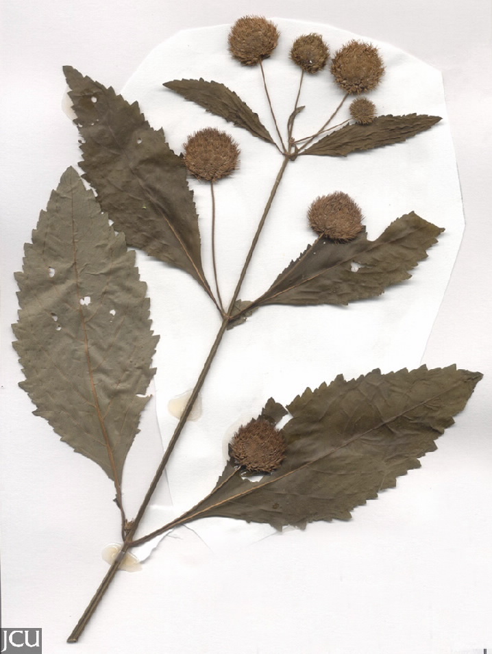 Hyptis capitata