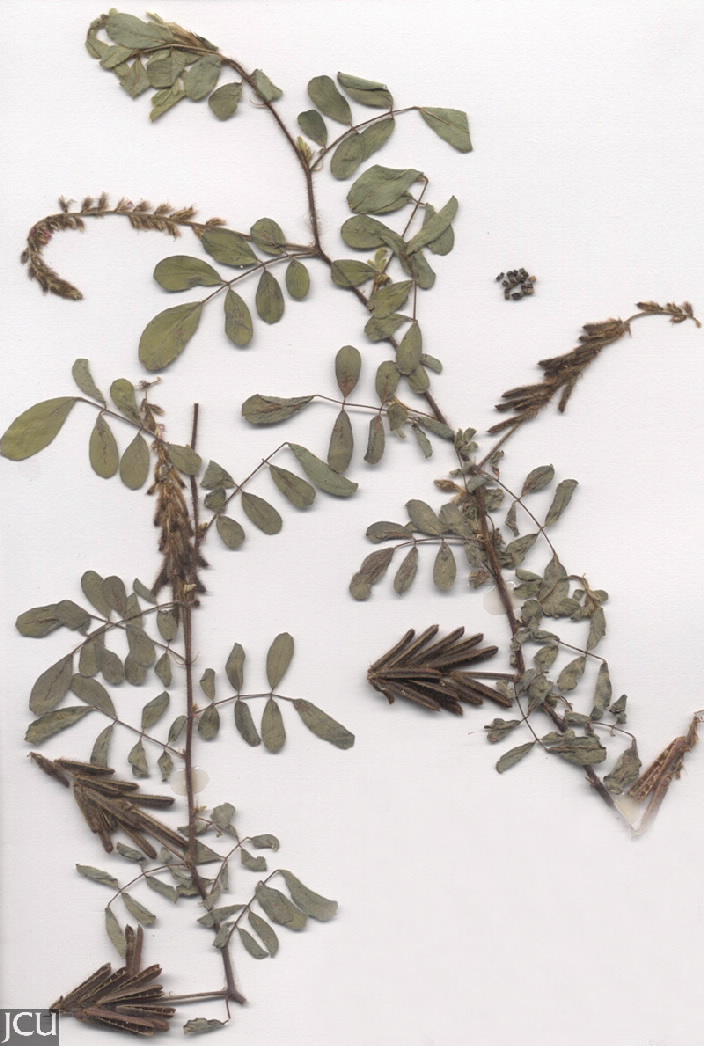 Indigofera hirsuta