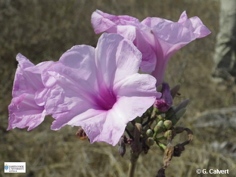 Image of Ipomoea carnea