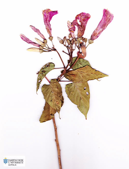 Scan of Ipomoea carnea