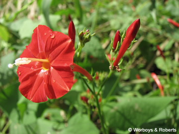 Image of Ipomoea hederifolia