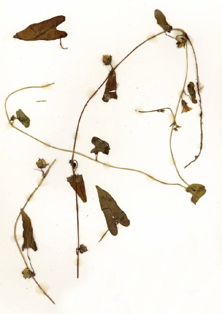 Ipomoea plebeia
