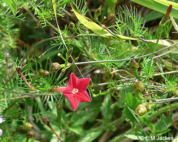 Image of Ipomoea quamoclit