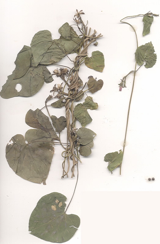 Scan of Ipomoea triloba