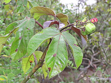 Image of Jatropha gossypiifoli