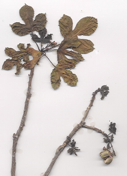 Scan of Jatropha