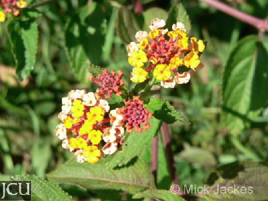 Lantana camara