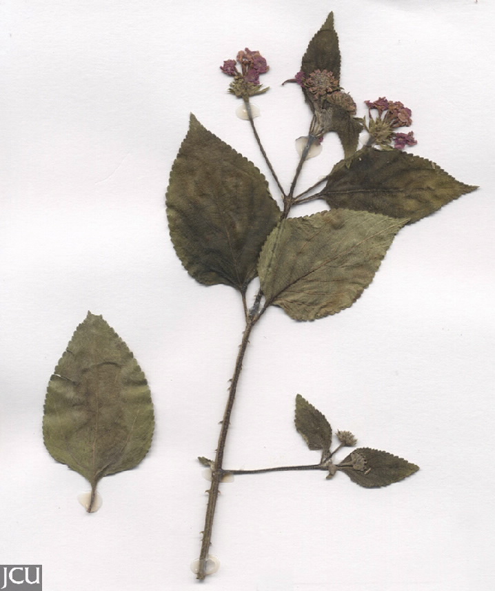 Lantana camara