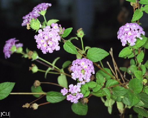 Lantana montevidensis 