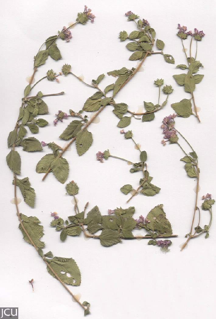 Lantana montevidensis 