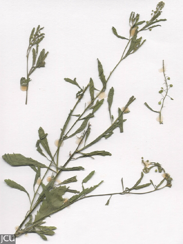 Lepidium virginicum