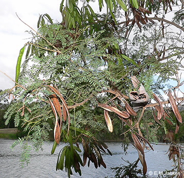 Image of Leucaena