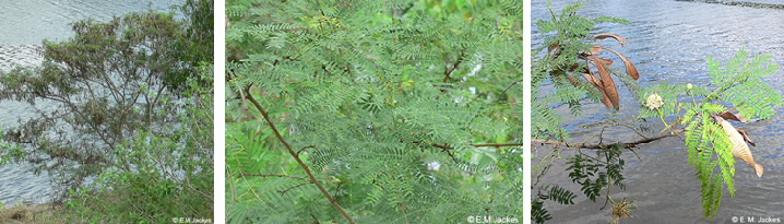 Images of Leucaena