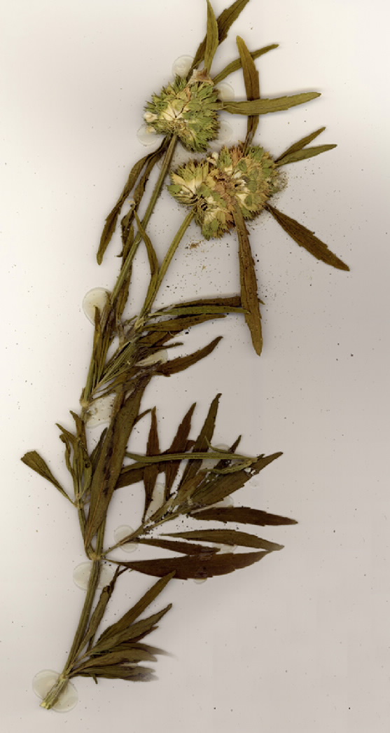 Leucas lavandulifolia