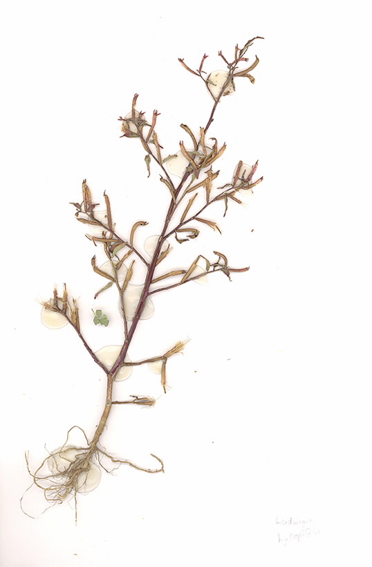 Scan of Ludwigia