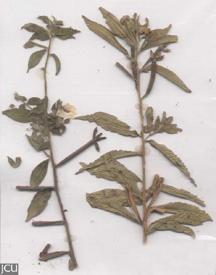 Ludwigia octovalvis