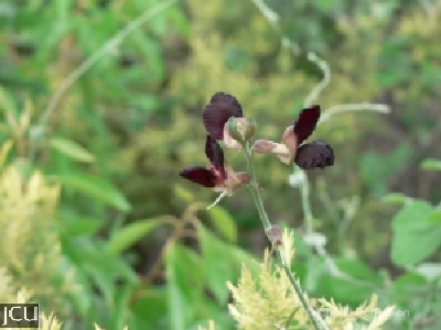 Macroptilium atropurpureum