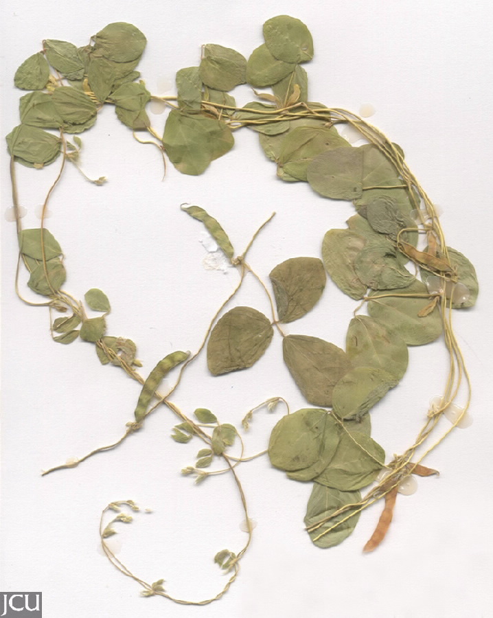 Macrotyloma uniflorum