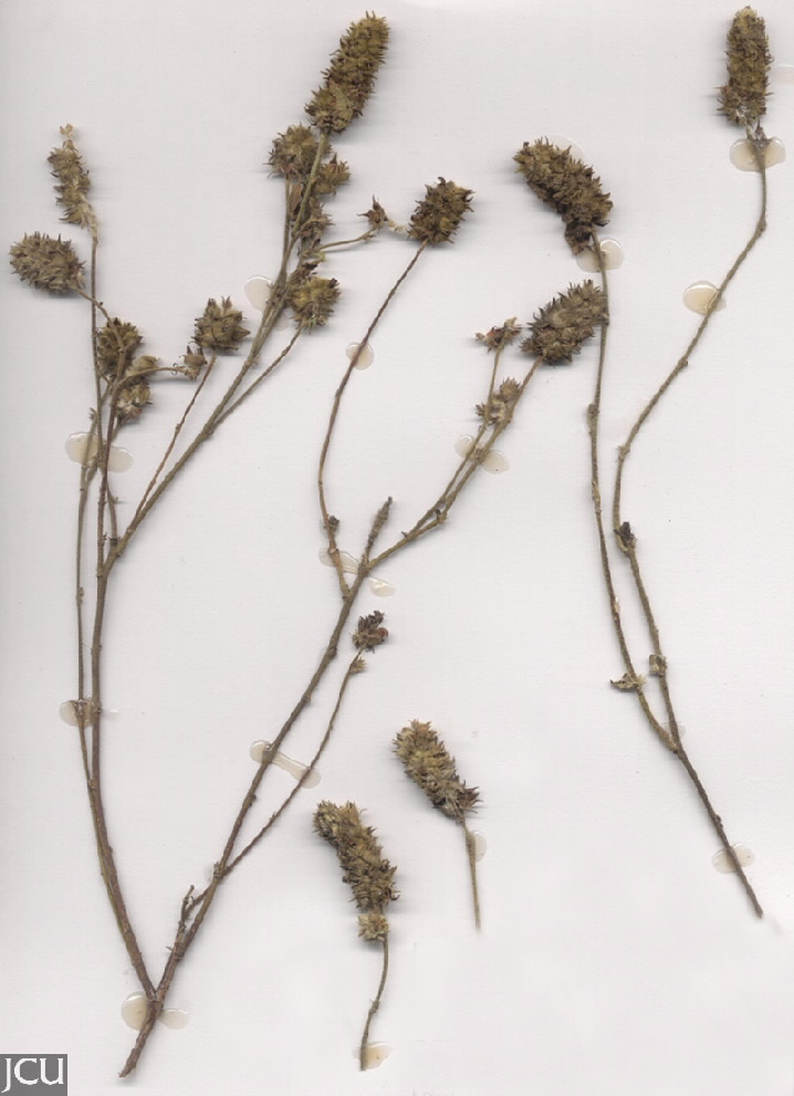 Malvastrum americanum