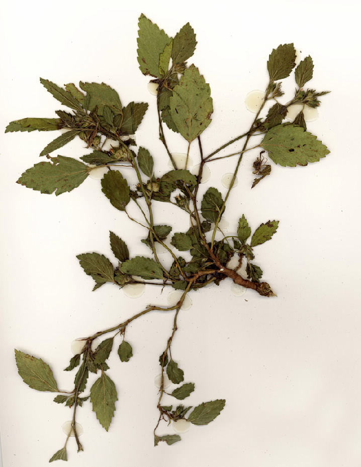 Malvastrum coromandelianum