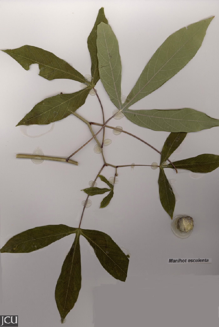 Manihot esculenta