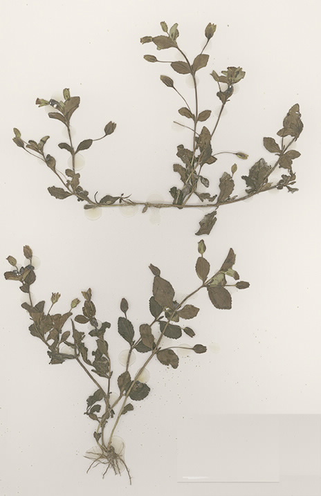 Scan of Mercardonia