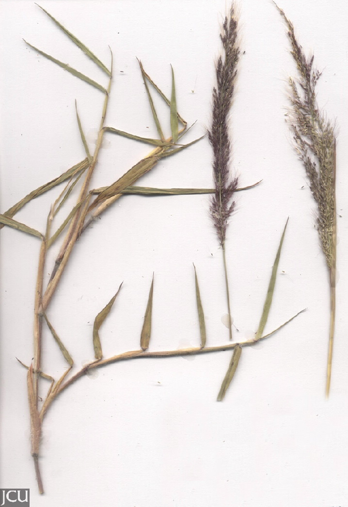 Melinus minutiflora