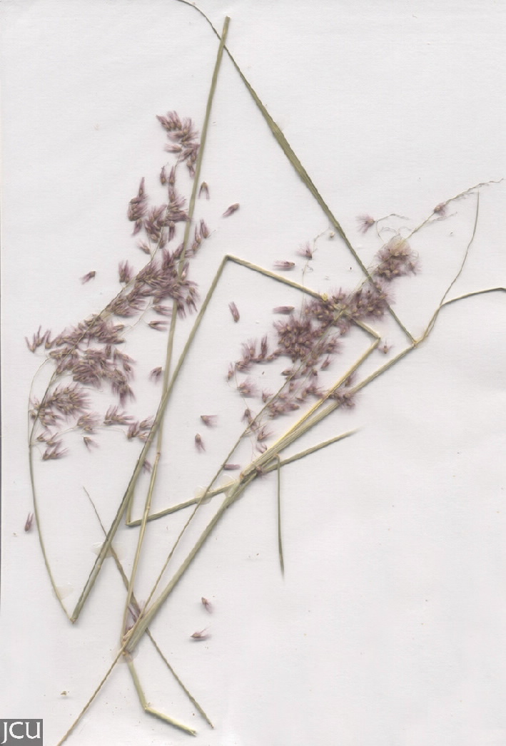 Melinus repens