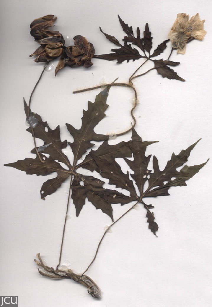 Merremia dissecta