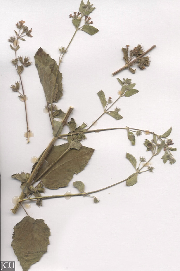 Hyptis suaveolens