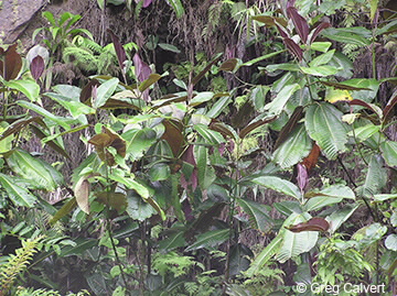 Image of Miconia calvescens