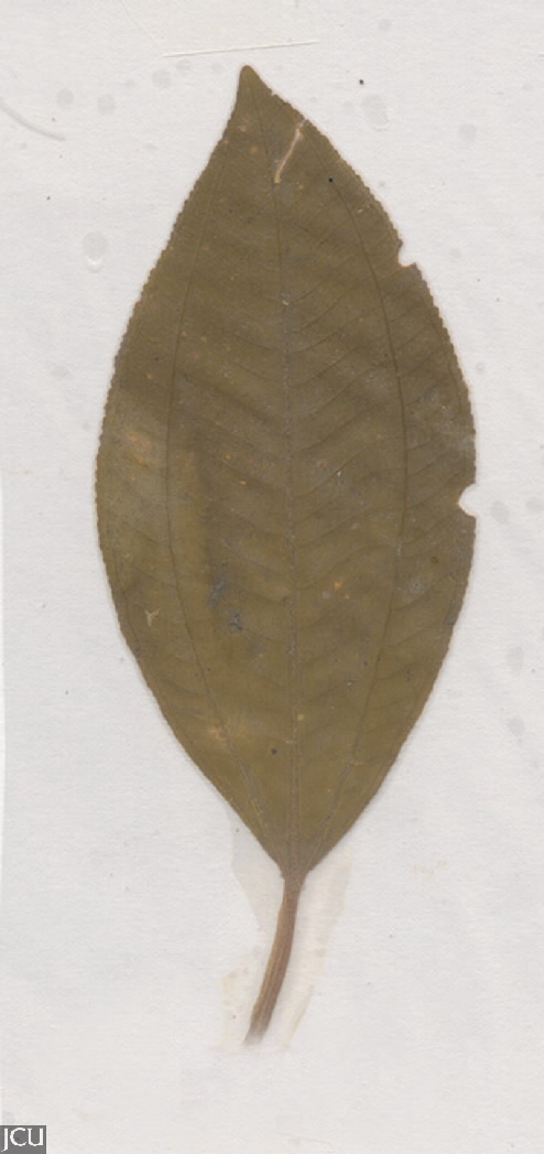 Miconia racemosa