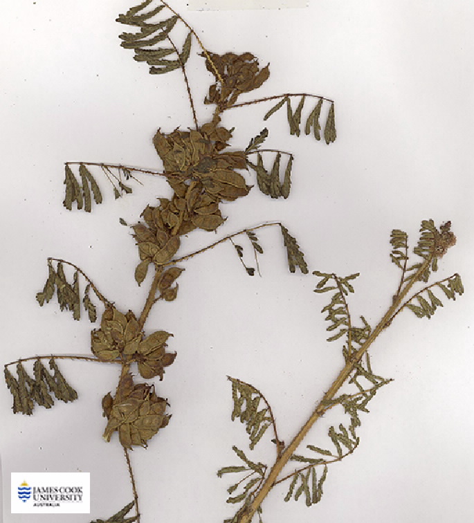 Scan of Mimosa diplotricha