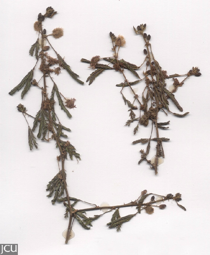Mimosa pudica